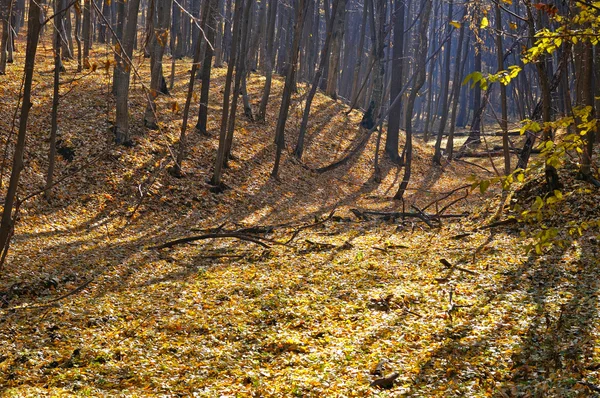 Herbstwald bei schönem Wetter — Stockfoto