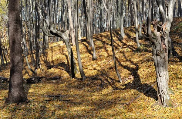 秋天的树林，在晴朗的天气 — 图库照片