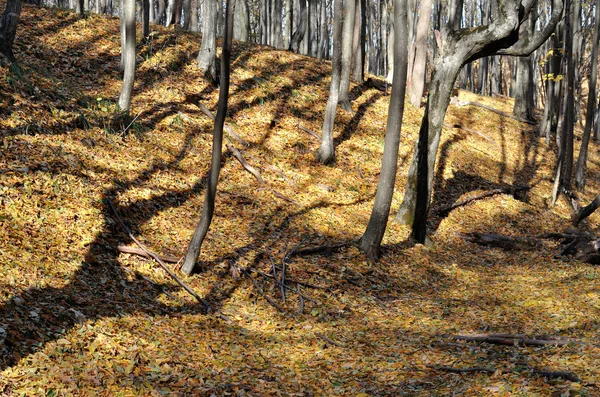 Autumn forest in fine weather — Stock Photo, Image