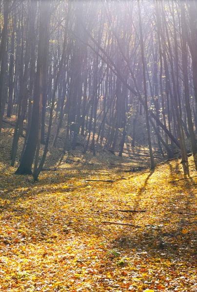 Herbstwald bei schönem Wetter — Stockfoto