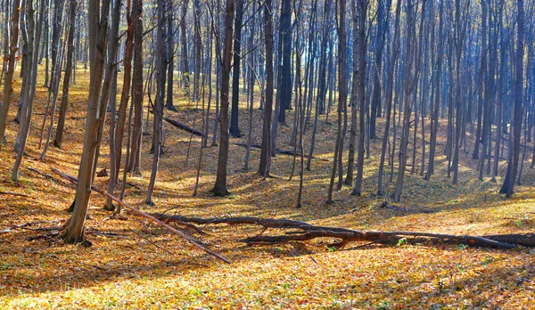 Güzel havalarda sonbahar ormanda — Stok fotoğraf