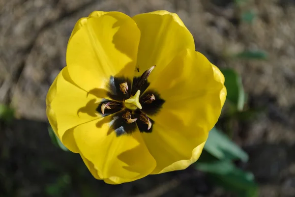 De gele tulp. — Stockfoto