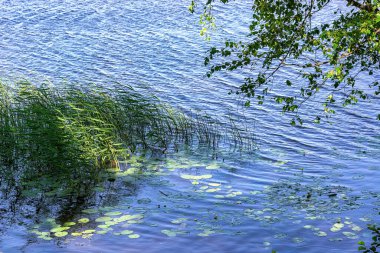 Reed ve Nilüfer yaprakları gölün yüzeyinde, bir yaz günü ince dalgalarla kaplanırlar..