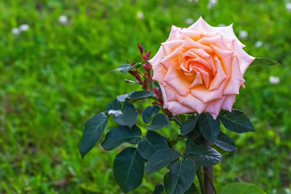 Grand Bouton Rose Couleur Thé Par Une Matinée Ensoleillée Été — Photo