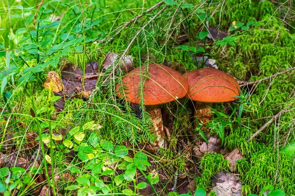 Due Funghi Volano Con Berretti Arancioni Lucenti Crescono Muschio Una — Foto Stock