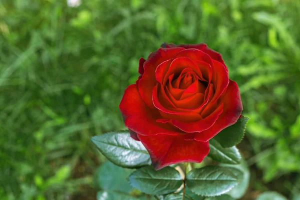 Bourgeon Une Rose Rouge Vif Avec Des Pétales Florissants Sur — Photo