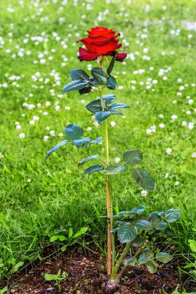 Bush Avec Une Seule Rose Avec Bourgeon Rouge Vif Avec — Photo