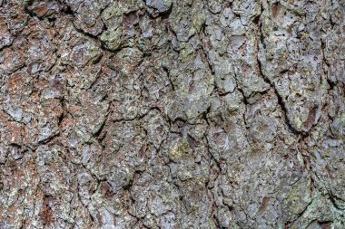 Yaşlı bir ağacın kabuğunun parçası. Soyut arkaplan ve dokular olarak kullanılmak üzere.