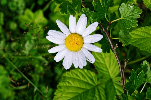 Biały Kwiat Rumianku Zielonym Tle Przezroczystymi Kroplami Deszczu Płatkach — Zdjęcie stockowe