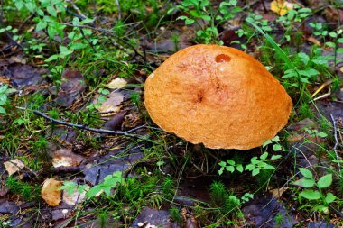 Arka planda çimenler, düşmüş yapraklar ve kuru dallar üzerinde yosunlu mantar başlığı..