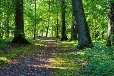 Puşkin Gory 'deki Trigorskoye malikanesinin eski parkında yürümek için yürüyüş yolu..