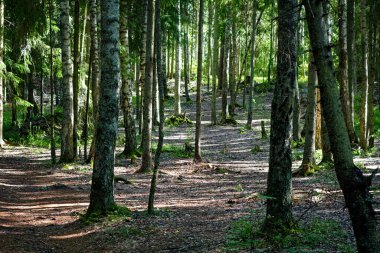 Vyborg 'daki Monrepos Parkı' nda güneşli bir günde orman manzarası.