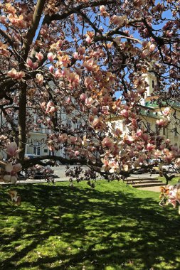 Spring apple blossom on a city street in the Hungarian city of Szeged.