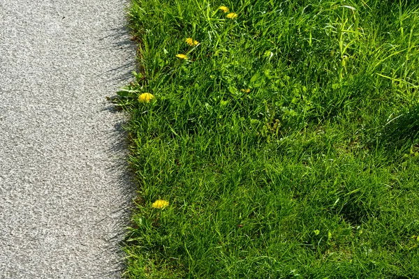 Bborder Stone Slab Green Grass Lawn Yellow Dandelions — Zdjęcie stockowe