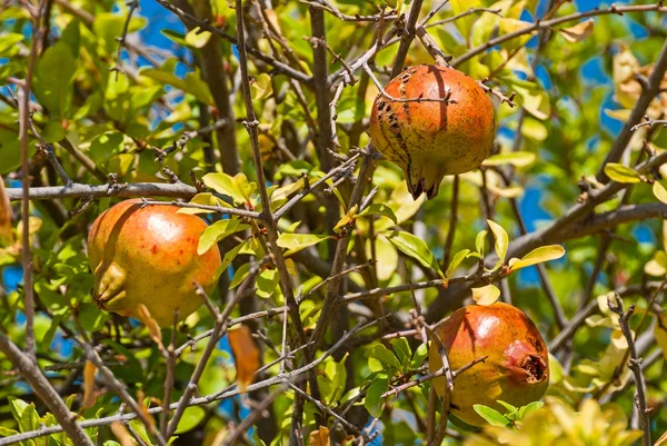 Grenade de fruits. Images De Stock Libres De Droits