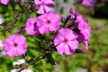 Pembe çiçekler phlox.