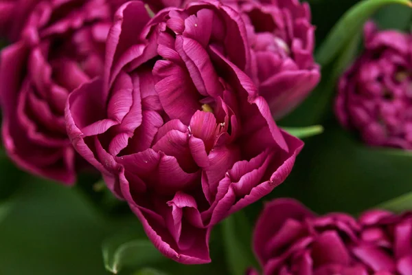 Fialový dvojitý pivoňkový tulipán zblízka. Květinové pozadí Royalty Free Stock Fotografie