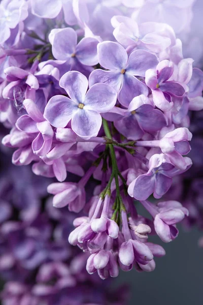 Flores lila púrpura como fondo. Syringa vulgaris — Foto de Stock