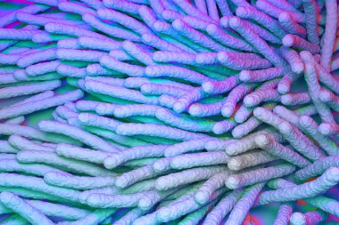 Mycobacterium tüberküloz bakterisi 3D görüntüleme