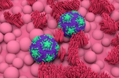 Geniz mukoza çizgilerinde insan Rhinovirüsü B14 - izometrik görünüm 3d illüstrasyon