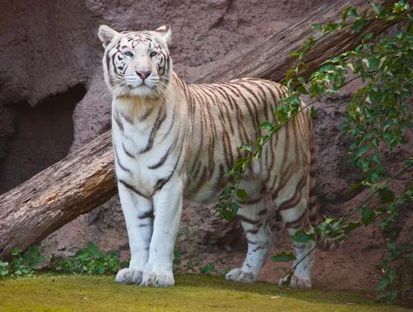 Tigre branco Imagem De Stock