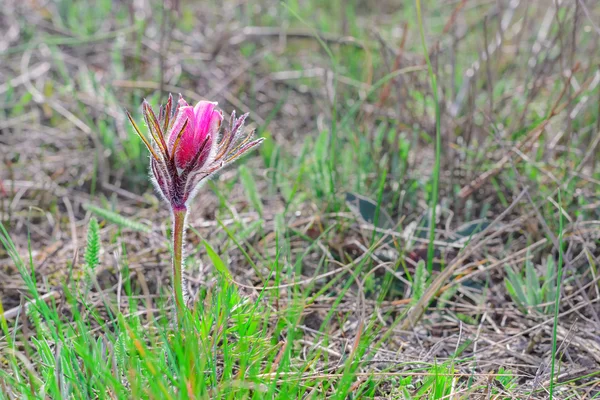 Pulsatilla Flower (Sleep - grass). Can be used as background. — Stock Photo, Image