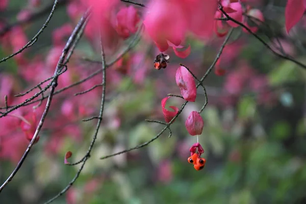 Ağaçta pembe yapraklı pembe meyveler 