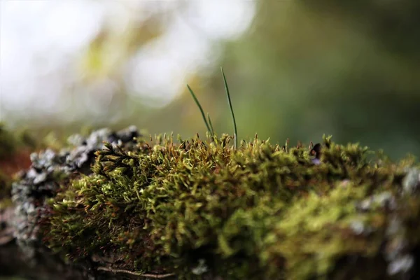 Yosun brunch 'ında büyüyen genç çam