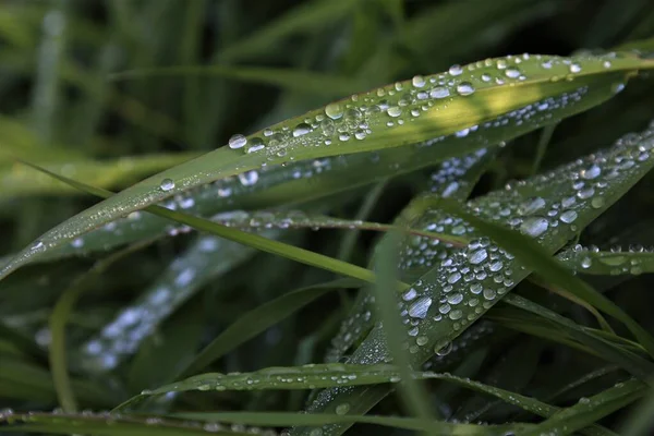 Krople Wody Zielonej Trawie Świetle Słonecznym — Zdjęcie stockowe
