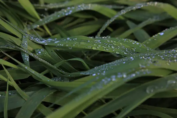 Yeşil çim Su damlacıkları ile