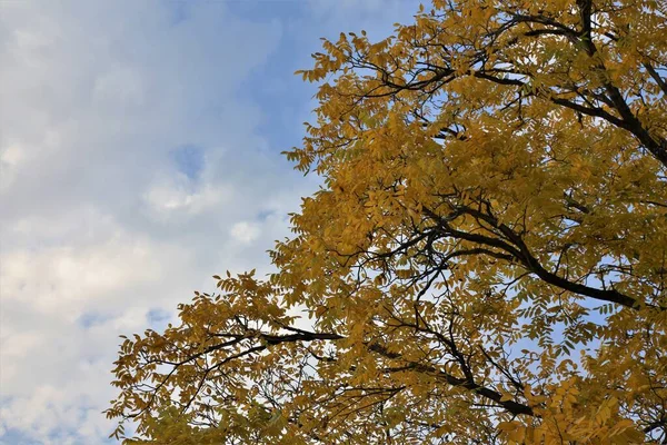 Siyah brançlarıyla sarı sonbahar ağacı ve mavi bulutlu gökyüzü