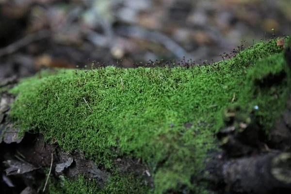 Ağacın eski brunch 'ında yosun.