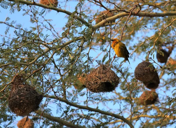 Pelerin dokumacı yuvasının yanındaki dikenli dalda oturuyor.