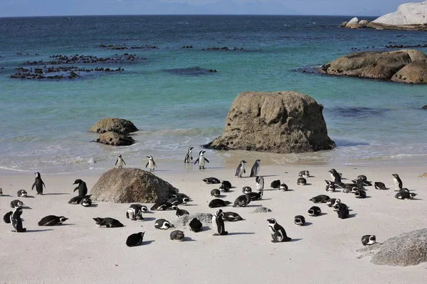 Afrika penguenleri okyanusun yakınında dinleniyor 