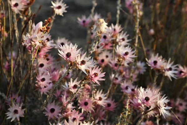 Afrika kışında gün ışığında pembe kuru çiçekler