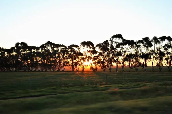 Güney Afrika 'da ağaçların arasından güneş parlıyor. 