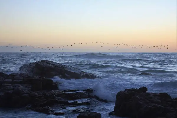 Güneş batarken okyanusun üzerinde uçan karabataklar.