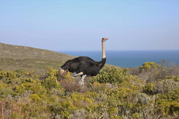 Bir devekuşu Ümit Burnu yakınlarındaki yeşil bir arazide yürüyor.