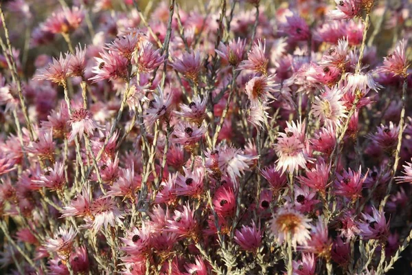 Gün batımında parlak pembe çiçekler.