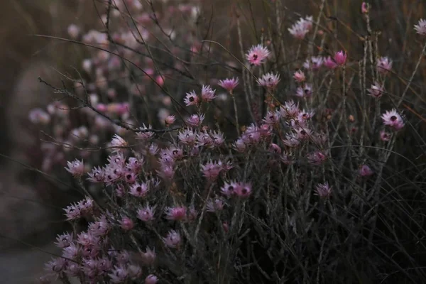 Gün batımında kuruyan çiçekler.
