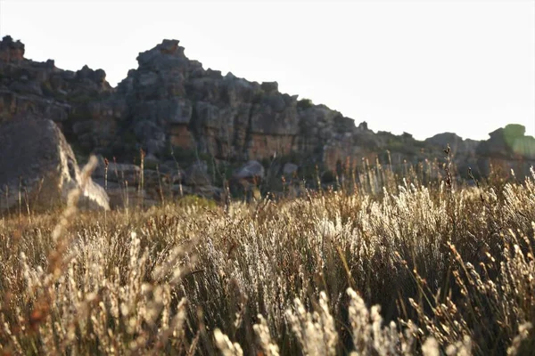 Gün batımında altın otların arkasındaki dağ