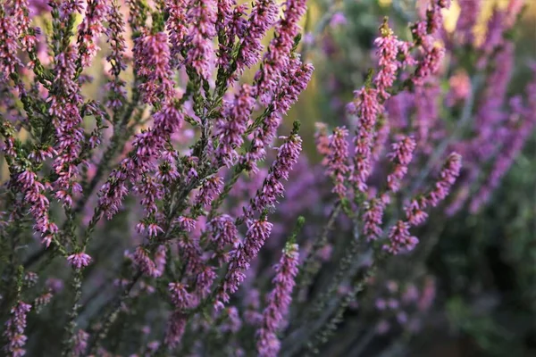 Güney Afrika 'da gün batımında pembe çimenler 