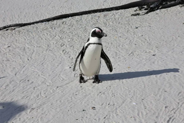 Penguin Promenader Stranden — Stockfoto