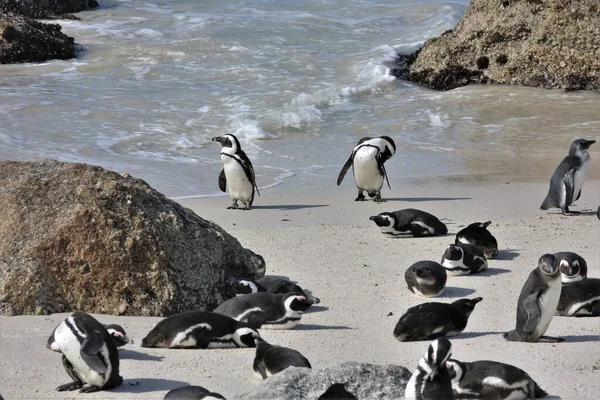 Penguenler diğer dinlenen penguenlerin arasında sahilde yürüyorlar.