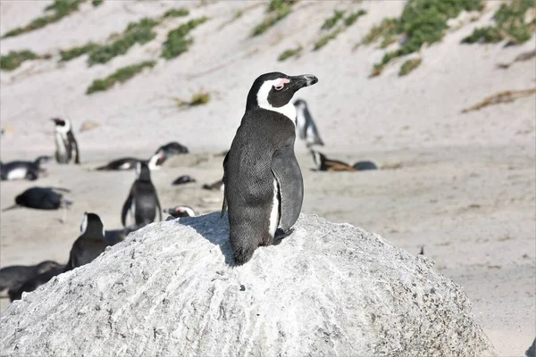 Penguin Sitter Stenen Stranden — Stockfoto