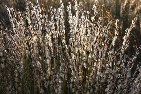 Güney Afrika 'da günbatımında güneşte kabarık otlar