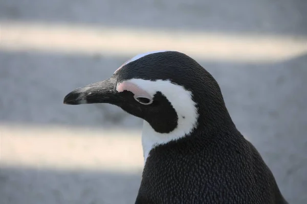 Профіль Африканського Пінгвіна Пляжі — стокове фото