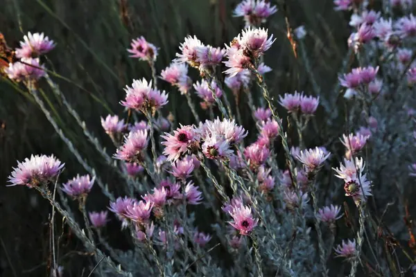 Pembe kurumuş çiçekler gün batımında