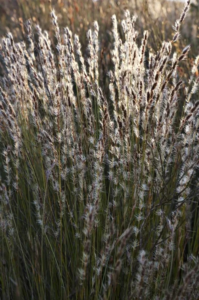 Güneş, Güney Afrika 'da gün batımında Pofuduk Çimenler' den geçer. 