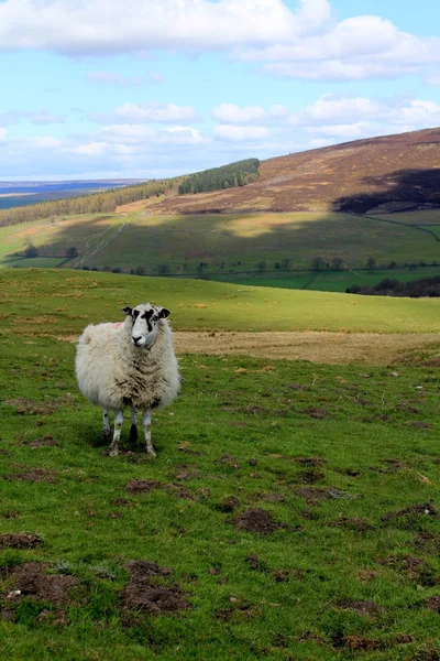 Moutons solitaires sur les landes — Photo